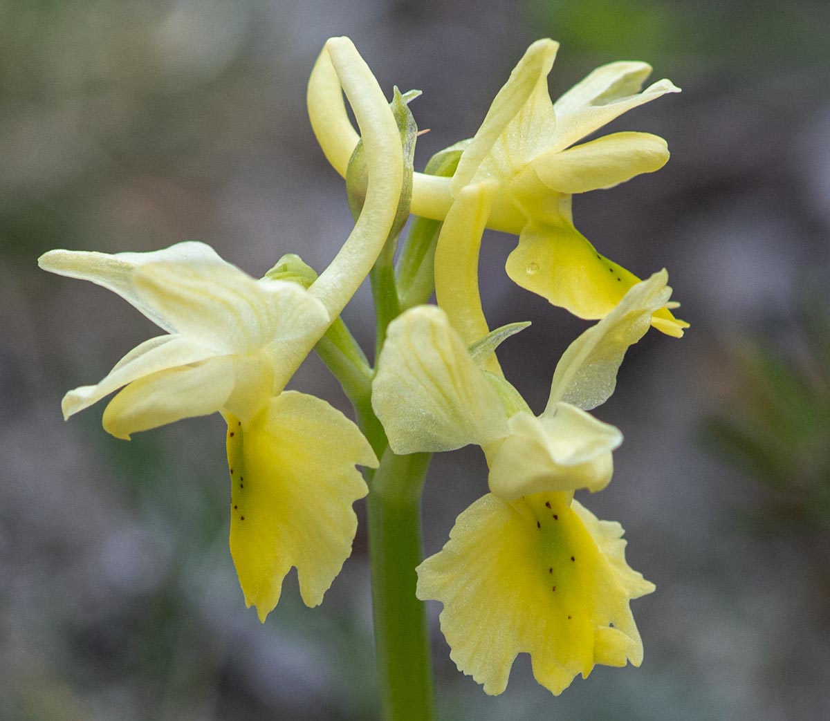Blüten